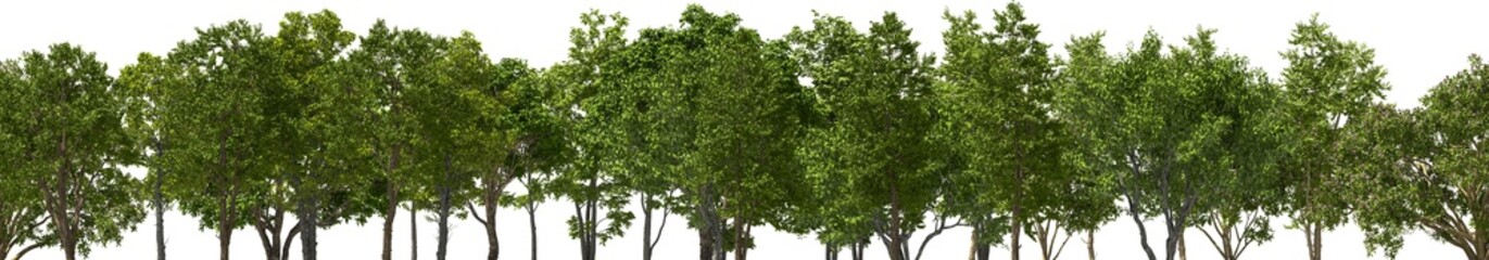 Fototapeta na wymiar xxl trees tree line, hq, arch viz, cutout plant 3d render