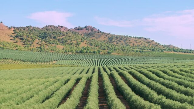 Elevated view of a large plantation of olive trees planted in super intensive mode. The High Density olive tree in a rows. Agronomic model for olive harvesting. Intensive olive trees in Spain