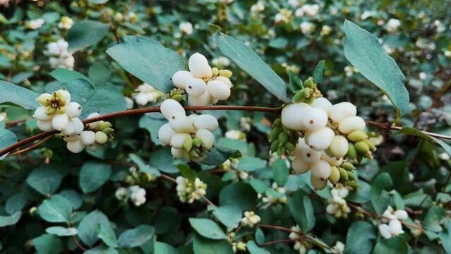 White snowberry grows on the bushes.