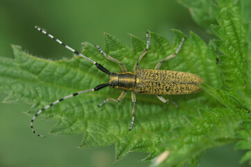 Closeup on a Golden-bloomed grey longhorn beetle, Agapanthia villosoviridescens , sitting on a green leaf