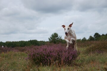 funny bright galgo jumps over a flowering heather bush in a field
