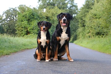 A large Swiss mountain dog sits next to a small Appenzeller mountain dog on a street