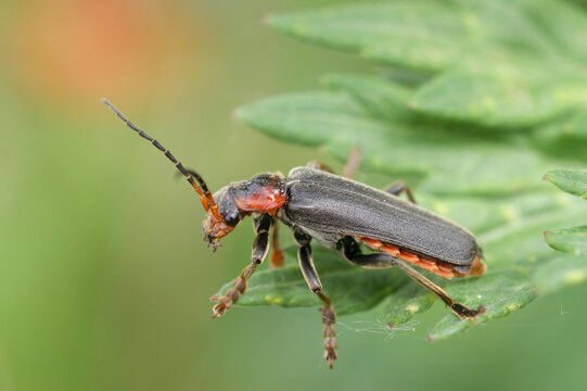 Closeup on a dark soldier beetle, Cantharis fusca sitting on a green leaf