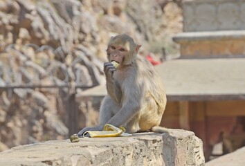 a monkey eating banana  - Powered by Adobe