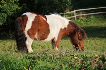Cute little brown and white mini Shetland pony stands on the meadow and eats fresh grass