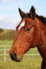 Close-up of a head of a brown western horse with a white stripe on the head and black mane