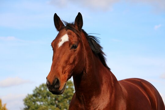 Close-up of a head of a brown western horse with a white stripe on the head and black mane