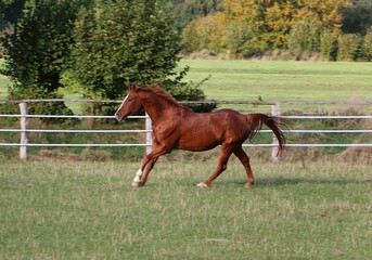 beautiful brown quarter horse is running on the paddock