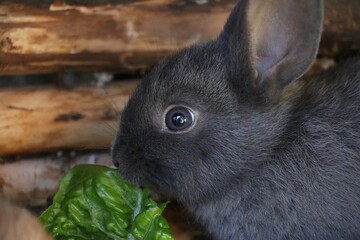 Little cute dwarf bunny sits in the stable and eats fresh salad
