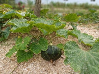 pumpkin in the garden