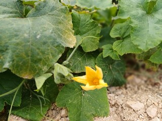 pumpkin growing in the garden