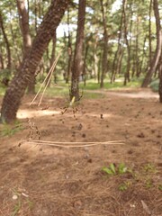 person in the forest