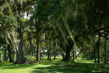 Landscape in Florida, United States