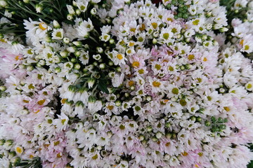 blossoms