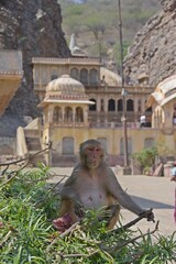 Monkey at Galtaji Temple Jaipur, Rajasthan, India