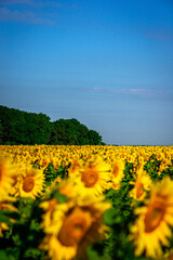 A Field of Sunflowers at Sunset: A Warm and Peaceful Sight of Nature’s Beauty.