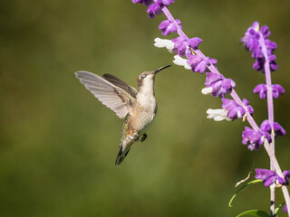 Title: Ruby-throated Hummingbird / Colibri à gorge rubis