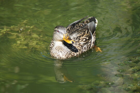 mallard swimming in a pond and the sun is shining