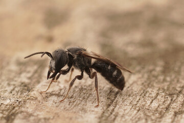 Closeup on a dark black male Giant furrow bee, Lasioglossum majus with it's impressive large jaws