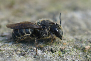 Closeup on a female cleptoparasite Little dark bee, Stelis breviuscula, sitting on wood