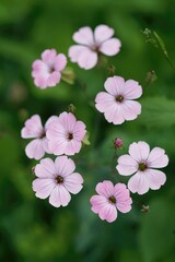 Closeup on the fragile pink flowering ornamental, medicinal plant, Cowherb, Gypsophila or Vaccaria hispanica