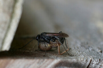 Closeup on a dark colored spider wasp,Auplopus carbonarius, with it's prey , a spider