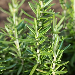 Fototapeta premium close up of rosemary on the ground plant, grass, nature, leaf, rosemary, herb, food, field, flora, summer, leaves, garden, fresh, lawn, 