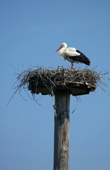 Storchennest