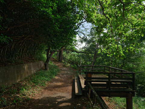 Observation deck surrounded by nature