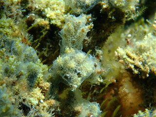 Fototapeta na wymiar Encrusting colonial ascidian form or tunicate Diplosoma spongiforme close-up undersea, Aegean Sea, Greece, Halkidiki