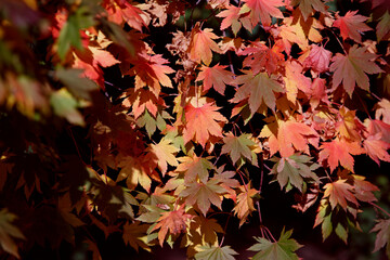 Naklejka na ściany i meble Japanese maple on a sunny day. Autumn bright foliage on the branches. Multicolored leaves of Japanese maple