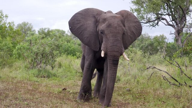 Primer plano de elefante salvaje en Sud&aacute;frica moviendo suavemente las orejas y la trompa.