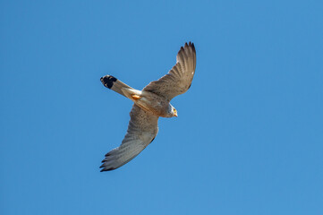 Obraz premium Falco naumanni - Lesser Kestrel - Faucon crécerellette