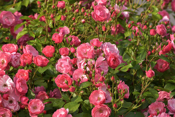 Large blooming rose bush in the garden
