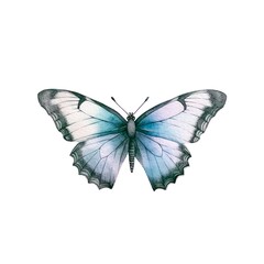 Fototapeta premium Beautiful butterfly isolated on white background in watercolor style.