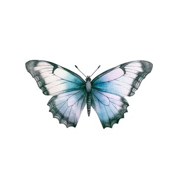 Beautiful butterfly isolated on white background in watercolor style.