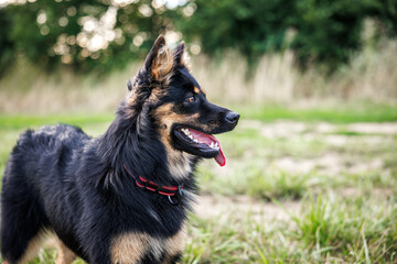 Portrait of Bohemian shepherd dog outdoors during walk
