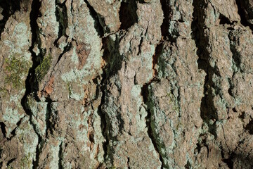 gray green natural vegetable texture of bark on a tree oak in nature