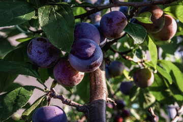 Plum on a tree branch close-up in a summer garden. Fresh organic fruit with green leaves on a branch of a plum tree in the orchard. Shallow depth of field. Ripe plums on a tree in the garden. 