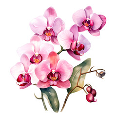 Water color pink orchid illustration png clip art