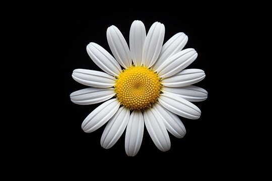 One white Daisy or Chamomile flower isolated on black background, top view