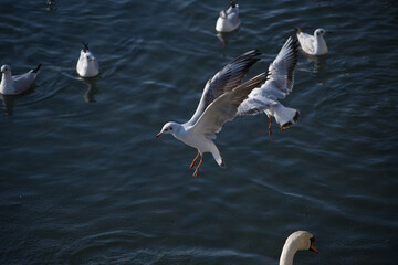Möwe im Landeanflug