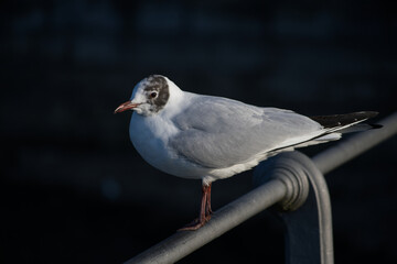 Möwe auf Geländer