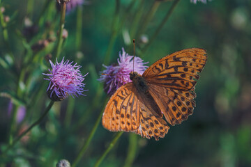 Obraz premium Beautiful close up of a Silver-Washed Fritillary butterfly sitting on a flower glowing in bright sunlight with its wings spread, Argynnis paphia.