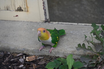 white bellied Caique