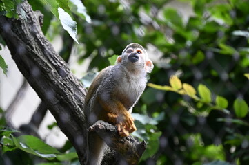 observing
