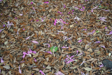 During autumn, in some gardens, the ground is filled with dry leaves and sometimes flowers. In the image freshly fallen flowers of floss silk tree (Chorisia speciosa)