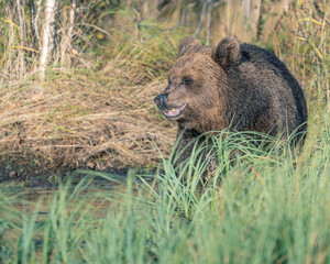brown bear in the grass and laugh