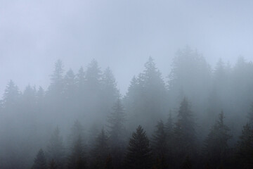 Amazing panoramic landscape mountain forests covering with a lot of fog after rain. - 658648329
