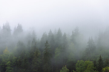 Amazing panoramic landscape mountain forests covering with a lot of fog after rain. - 658648357